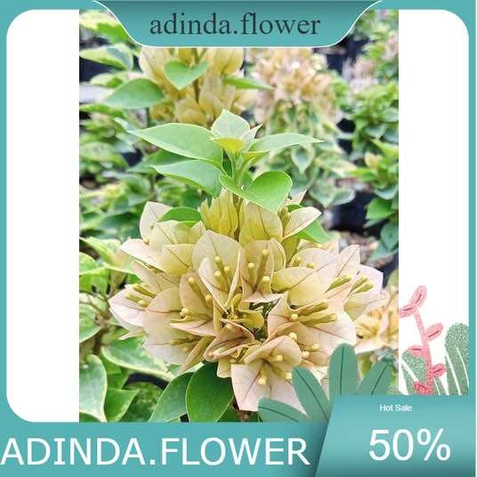 Bougenville Singapore Bunga Kuning