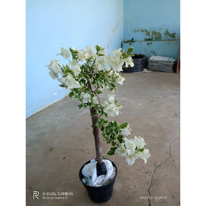 tanaman hias bugenvil varigata putih berbunga