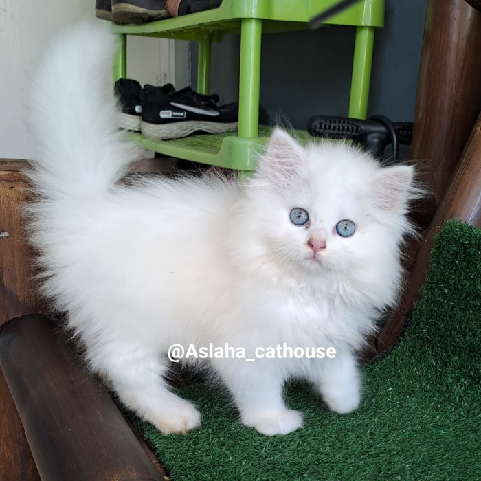 Anak kucing anggora/kitten Persia flatnose/kucing Persia betina