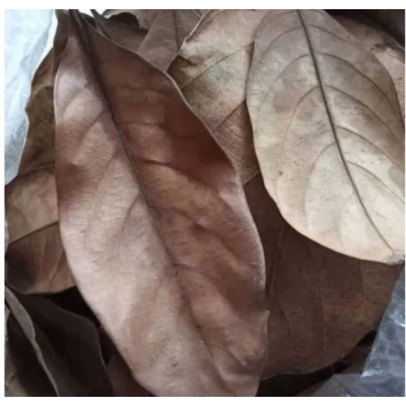 

Penghilang Jerawat / Obat herbal / Daun Nangka Kering 100 lembar