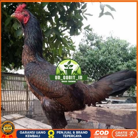 

Telur ayam bangkok bulbi petarung aduan fertil untuk ditetaskan UD_GOBIT_ID