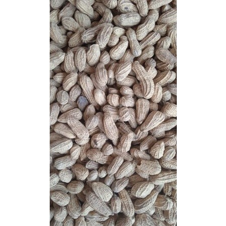 

Kacang Kulit Goreng Sangrai Bendo kemasan 1kg