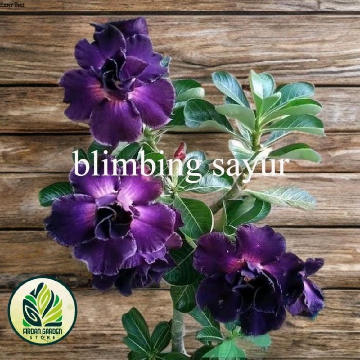 Hiasan Taman Hidup - Kamboja Jepang Adenium Bunga Tumpuk Ungu Bonggol Besar Termurah