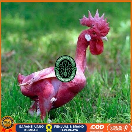 

Telur ayam tanpa bulu / ayam gundul siap ditetaskan - ayam tanpa bulu UD_SUPER_UNGGUL_ID