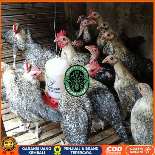 

Telur ayam arab fertil siap ditetaskan - AYAM ARAB UD_SUPER_UNGGUL_ID