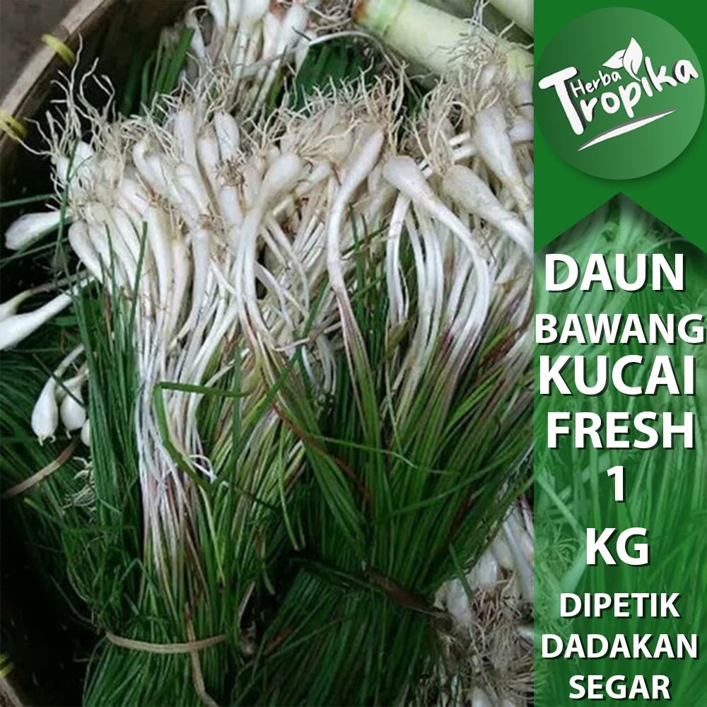 

Bawang Batak Kucai Sayuran Segar 1 kg toko herba tropika