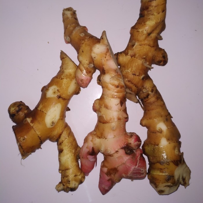 JUAL LEMPUYANG GAJAH SEGAR 1KG