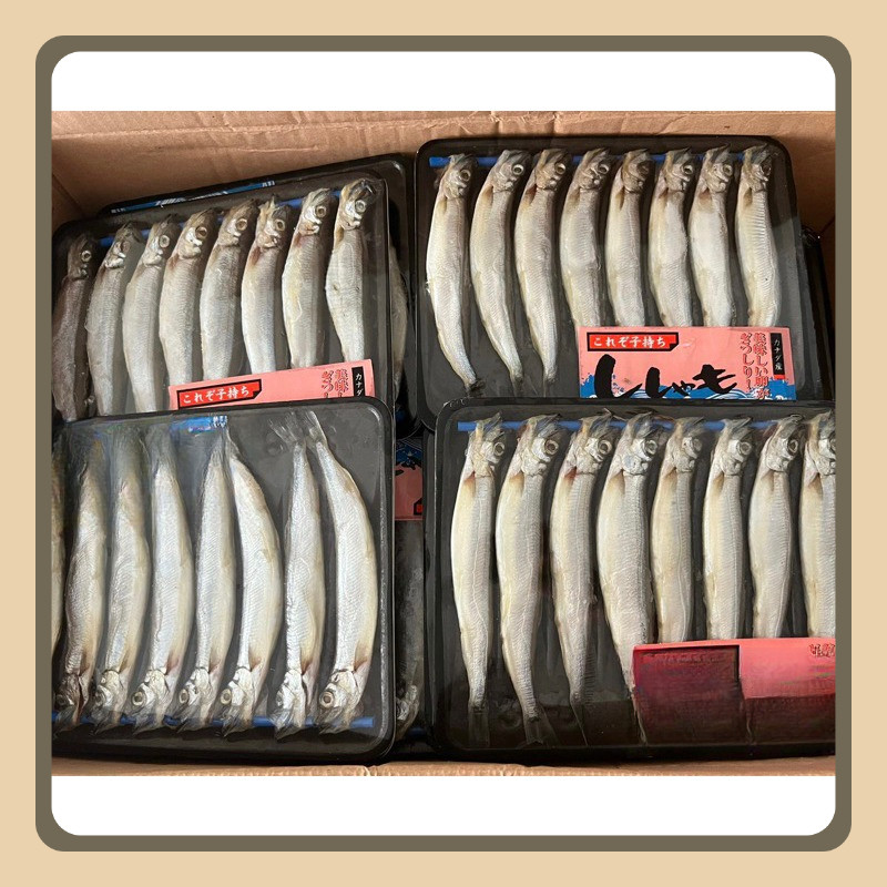 

IKAN SHISAMO/ IKAN CAPELIN/ IKAN CIPUNG | HALAL FRESH FROZEN