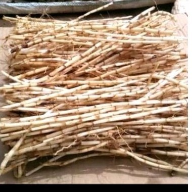 

New akar alangalang sgar akar ilalang herbal 500 g