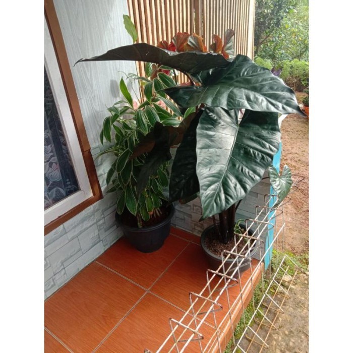 

silahkan bibit tanaman sente hitam - keladi hitam - keladi wulung - kompong hitam - lumbu ireng- lumbu wulung .