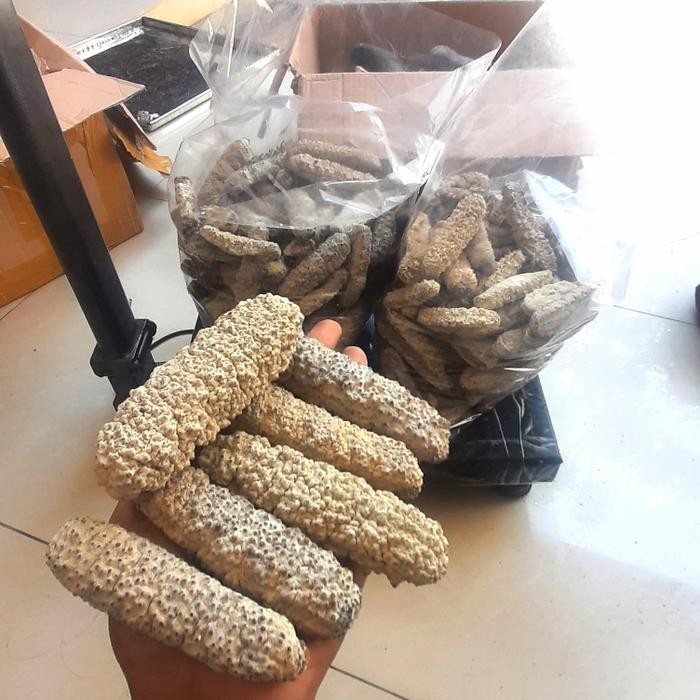 

Teripang Gamat Natural