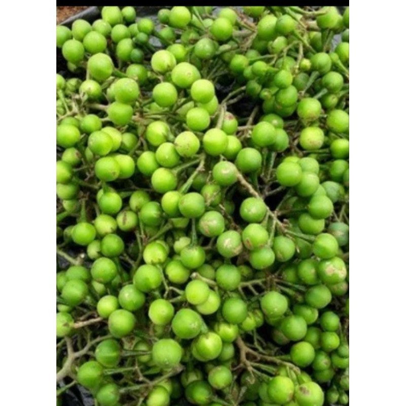 

promo terlaris buah cepokak atou takokak/1kg Herbal COD