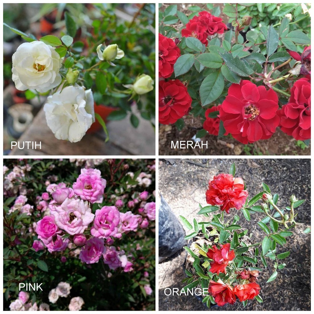 tanaman hidup mawar baby rose - mawar mini babyrose - Tanaman hias hidup Mawar babyrose bibit tanama