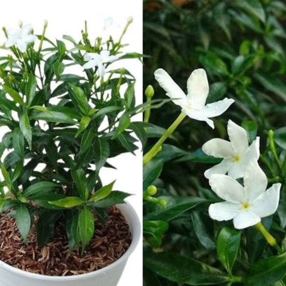 Tanaman Bunga Melati China - Tanaman Hias Rombusa - Pohon Rombusa Mini - bonsai mini