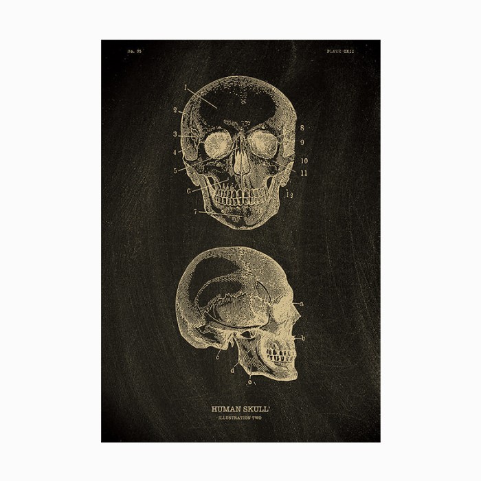 Poster Dinding Cafe / Wall Poster Kamar Hitam Putih Edukasi Biologi / Kedokteran (Anatomi Tengkorak 