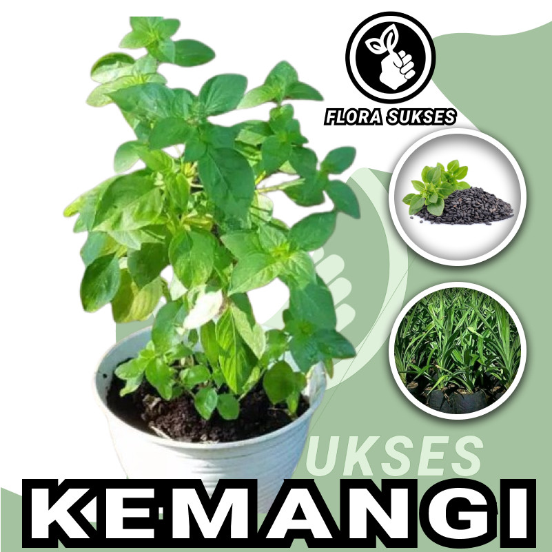 Bibit Tanaman Daun Kemangi Bibit Kemangi Pohon Kemangi