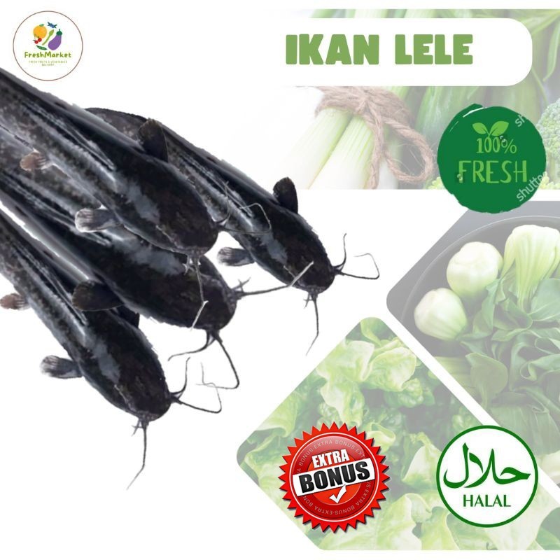 

Ikan Lele Segar Bersih Fresh 1 Kg Sayurinstant