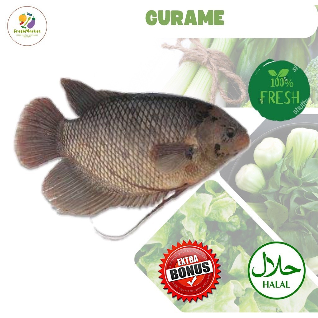 

Ikan Gurame Segar 500 Gram Per Ekor Sayurinstant