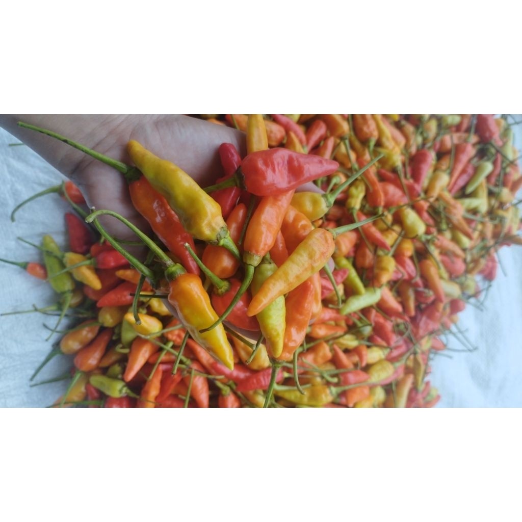 

Paket Cabe rawit ori fresh 1 kg | rawit lombok terjangkau