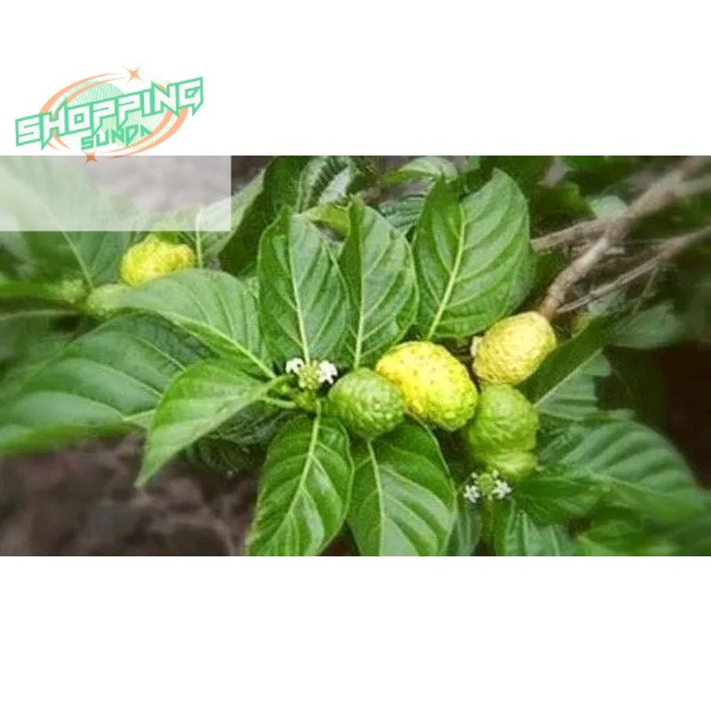

DAUN MENGKUDU/DAUN PACE SEGAR KEMASAN 40 LEMBAR