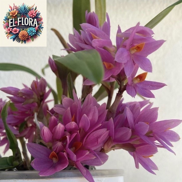 Tanaman Hias Anggrek Dendrobium Mini Hibiki