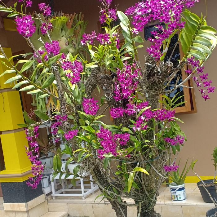 MURAH anggrek dendrobium dewasa
