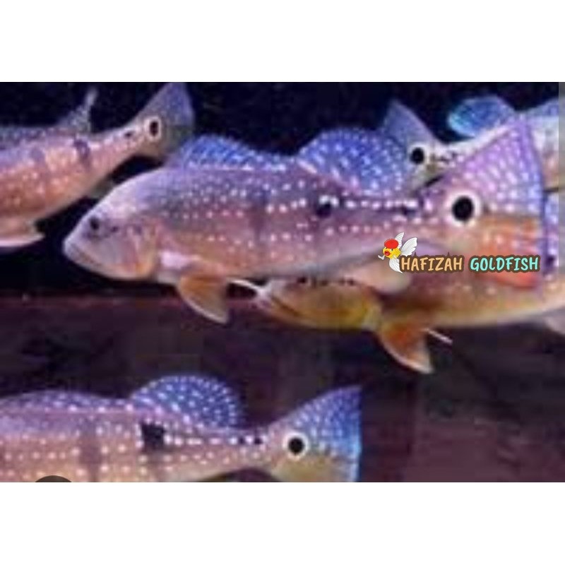 pbass pinima 7-8 cm pubas pbas tankmate