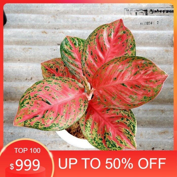 Aglonema Wulandari - Aglo - Aglonema Murah - MURAH