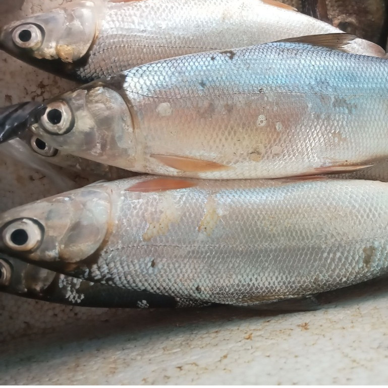 

Ikan Bandeng Segar 1Kg Ikan Bandeng Utuh