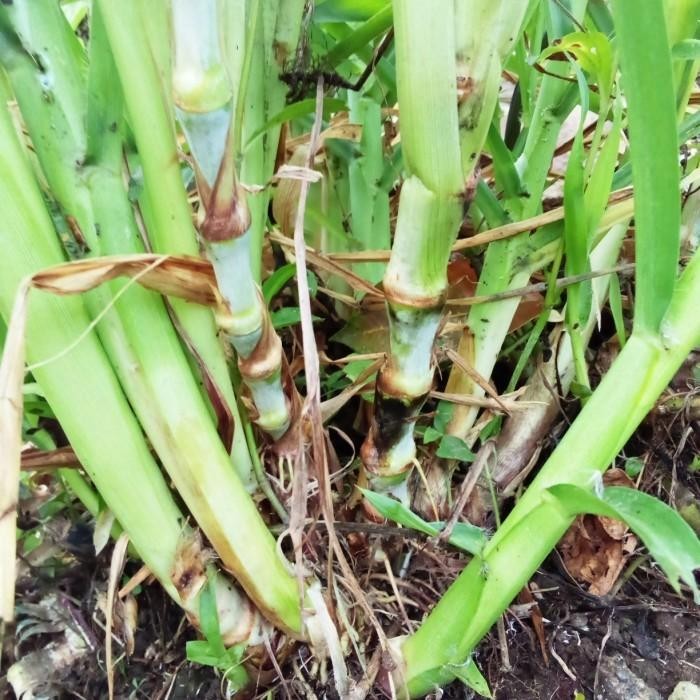 bibit stek rumput odot/rumput gajah 1kg