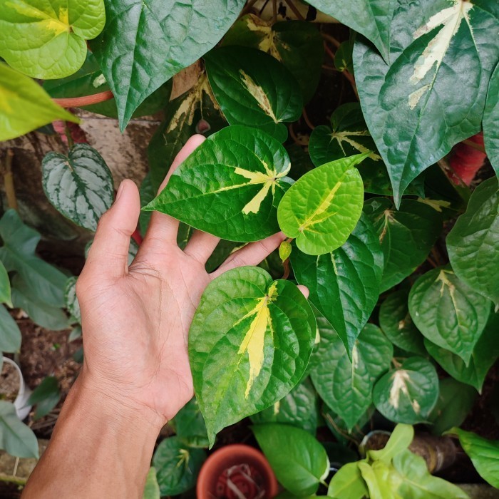 tanaman sirih varigata kuning - sirih varigata merambat