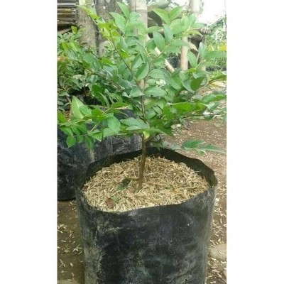 BIBIT BONSAI SANCANG