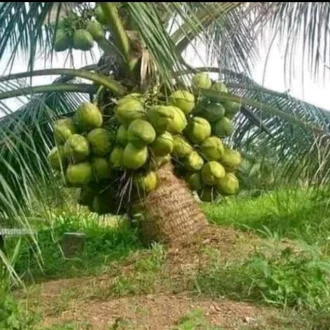 BIBIT KELAPA PANDAN WANGI IMPORT THAILAND