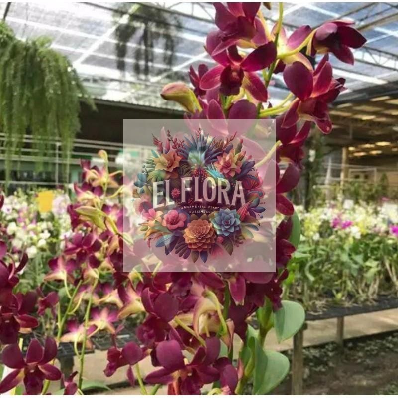 Seedling Anggrek Dendrobium Coyote Red -tanaman hidup-bunga hidup murah-anggrek-bunga hias