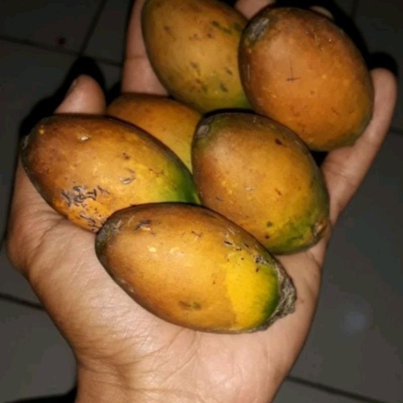 

buah pinang tua 1kg