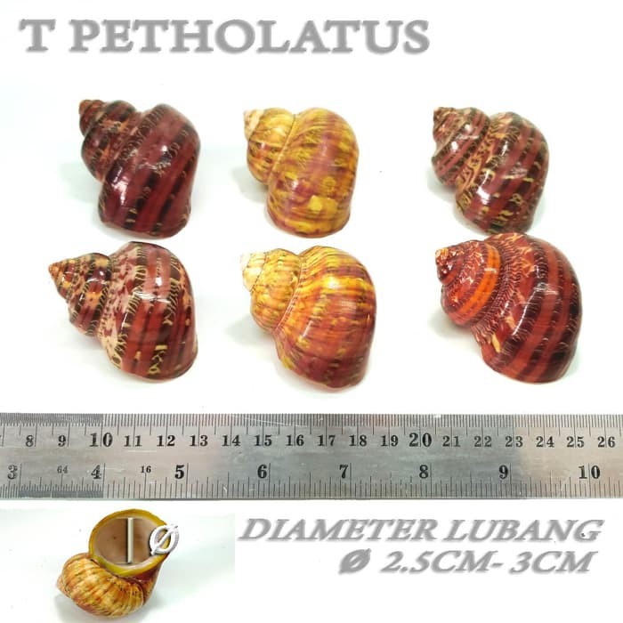 Petholatus cangkang shell rumah kelomang keong umang kumang natural asli