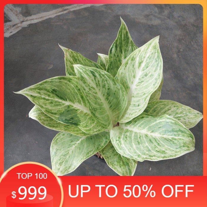 Aglonema Silver Queen - Aglo - PROMO AGLONEMA MURAH