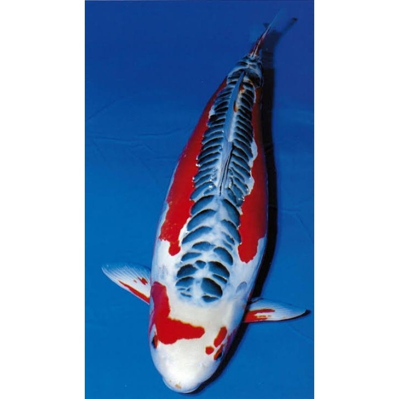 Bibit Koi Shusui Platinum Kohaku Sanke Showa Shiro Super Grade Bonus Pakan