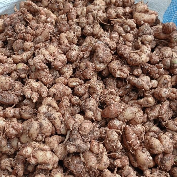

Promo ( 1kg )KENCUR SEGAR/CIKUR CIAMIS ASLI ENAK WANGI PEDAS