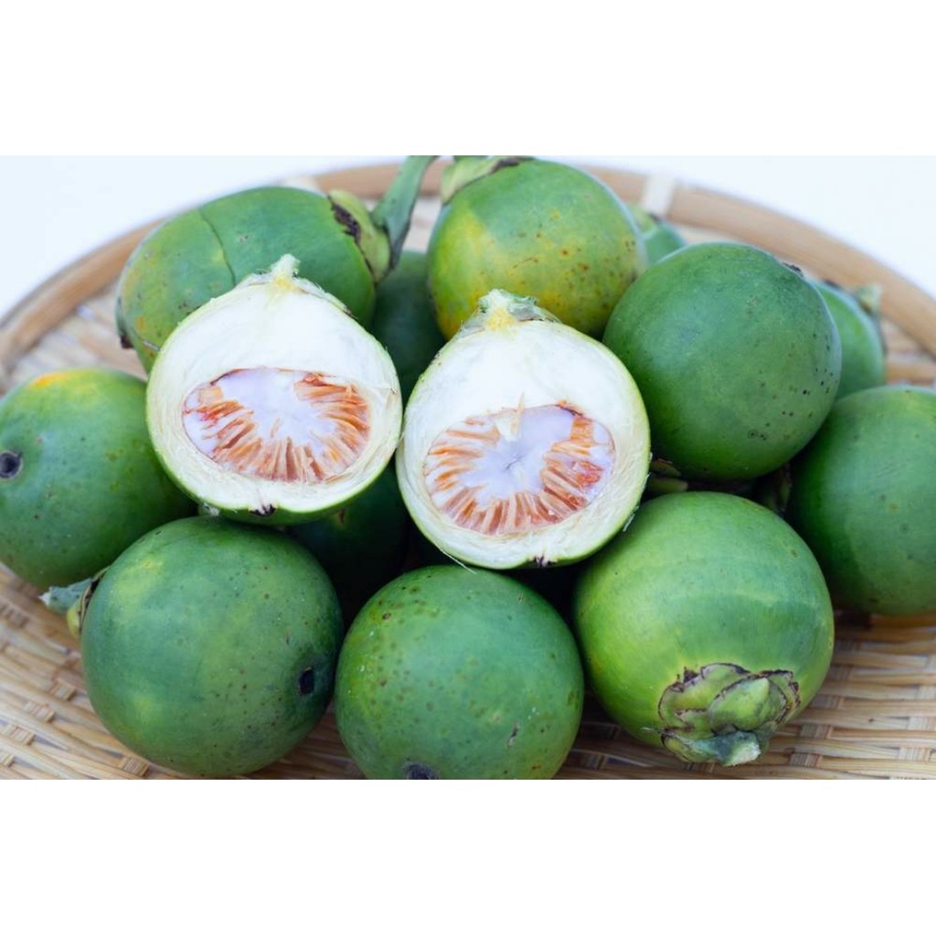 

Masih fresh 1 kg buah pinang muda segar langsung dari pohonnya