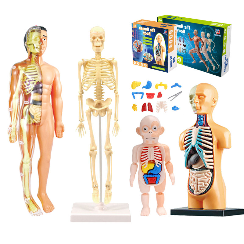 3D Human Body Torso Model Educational Assembly Learning DIY Toys Human Body Organ Teaching Tools Ear