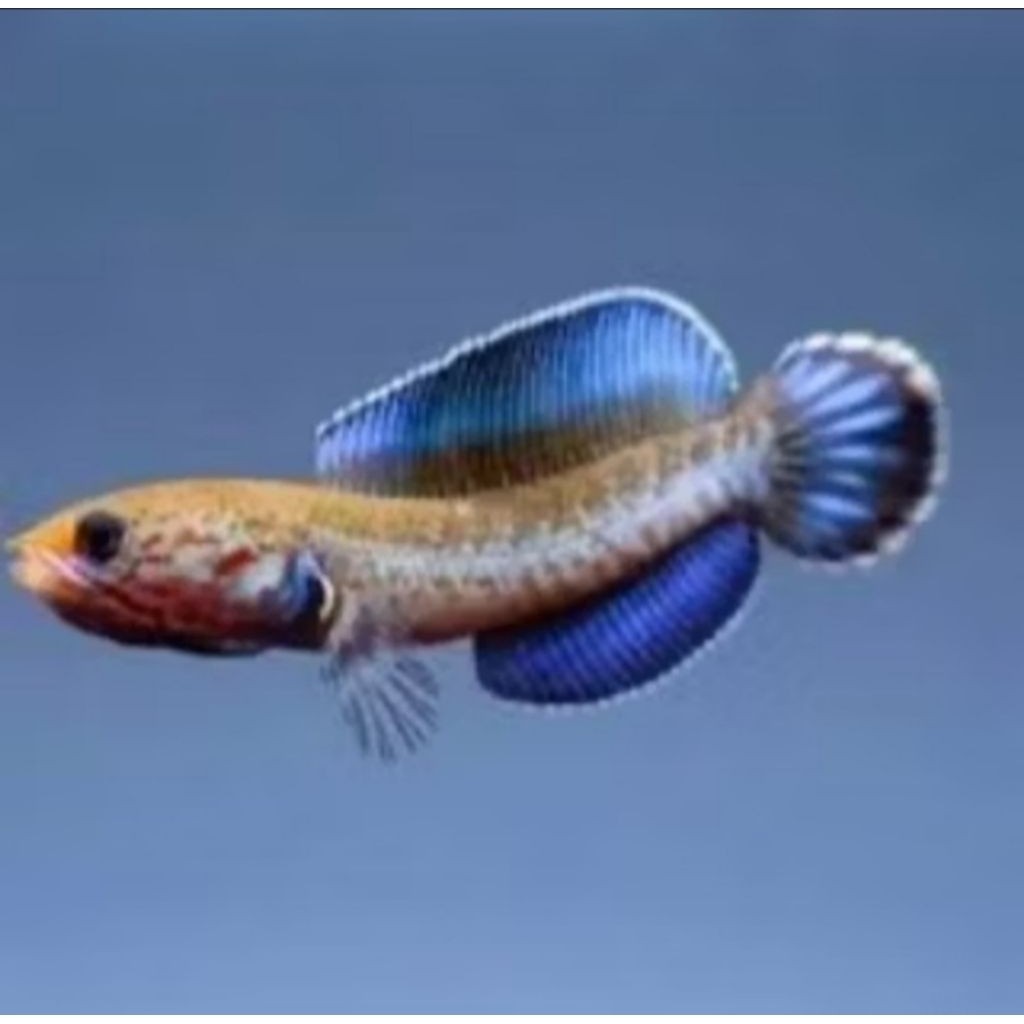 andrao ombyokan gondrong