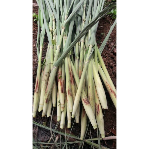 

New Terubuk Trubuk Turubuk Endog Tiwu Bunga Telur Telor Tebu (Minimal Order 1kg) :