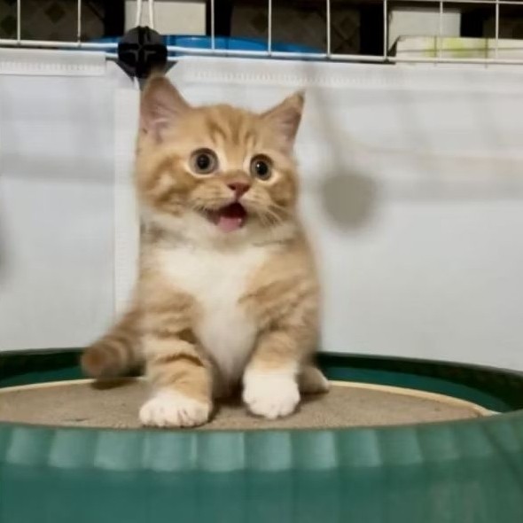 kucing bsh munchkin jantan red taby | anak kucing cebol jantan lucu