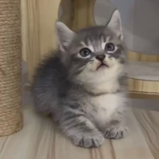 kucing bsh munchkin jantan blue taby | anak kucing bsh cebol jantan lucu
