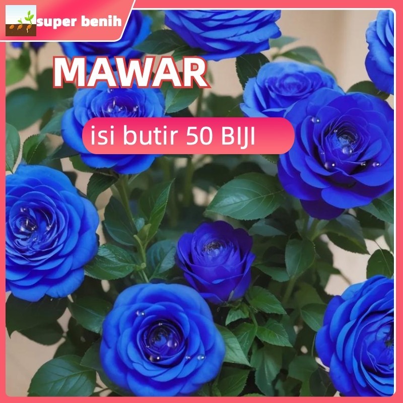repack fress benih Benih Bibit Biji Bunga Mawar Import Holland (Isi 50 Butir)/benih bunga warna warn