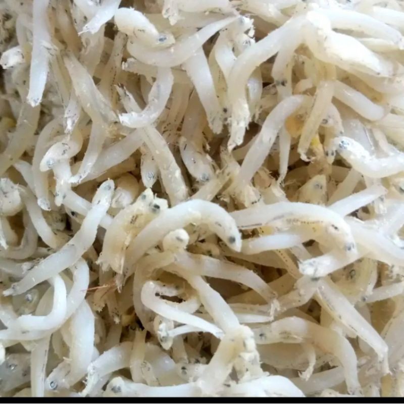 

Teri Toge Medan Fresh 250grm & 1kg