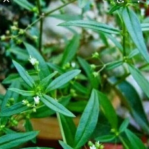 

rumput mutiara atau lidah ular obat herbal ready stok siap kirim