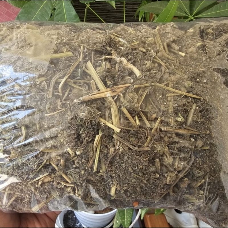 

Herbal Ciplukan Kering 1kg / Ceplukan kering