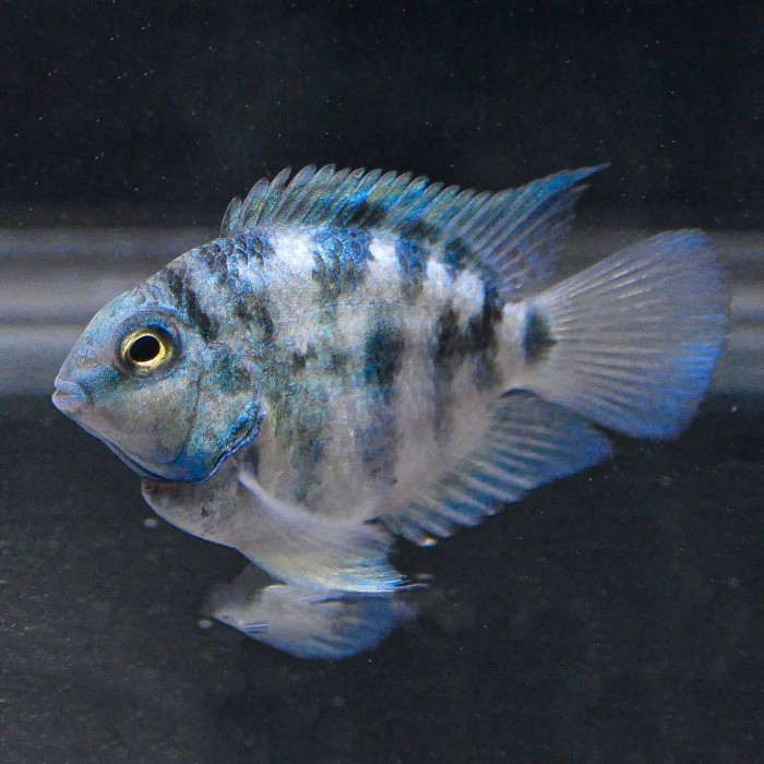 Blue Polar Parrot / Blue Convict Cichlid